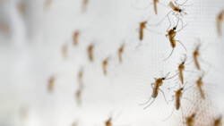 Nicht nur Repellents auch Insektenschutznetze können vor Stichen schützen. (Symbolfoto: panyawat / AdobeStock)