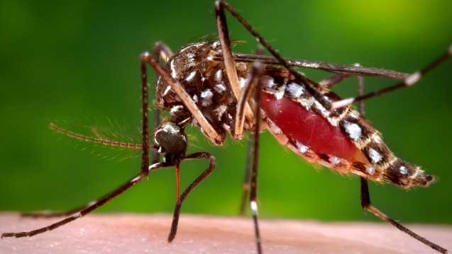 Aedes aegypti mosquito - diese Stechmücke überträgt das Zikavirus. (Foto: picture alliance / AP Photo)