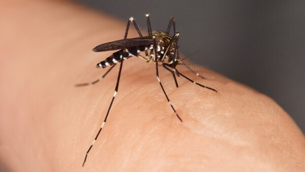 Chikungunyafieber – Impfstoffentwicklung macht Fortschritte
