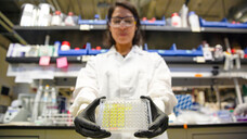Die Testplatte mit synthetischen Urinproben: Die Lösung wird gelb, wenn antibiotikaresistente Bakterien vorliegen. (Foto: Stephen McNally photo / UC Berkley)