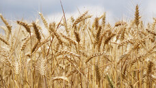 Getreidesorten wie Roggen, Weizen, seltener Gerste und Hafer können von Claviceps purpurea befallen werden.&nbsp;&nbsp;(b/Foto: kirahoffmann / AdobeStock)