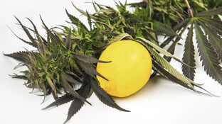 Terpene – die duftige Cannabis-Entourage