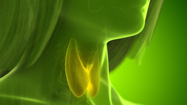 Auch Absetzversuche sind bei Schilddrüsenhormonen bei manchen Patienten möglich. (Foto: SciePro / AdobeStock)