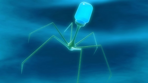 Bakteriophagen als Einzelkämpfer gegen Infektionen