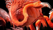 Ein feuerroter Hals: Halsschmerzpatienten erfreuen sich selten eitel daran wie der Flamingo. (Foto. xfargas / Fotolia)