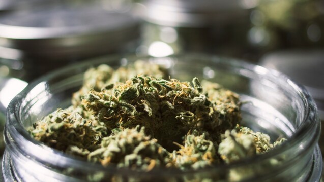 Der G-BA hat nun Näheres zur Verordnung von Cannabisblüten, -extrakten und -arzneimitteln geregelt. (Foto: openrangestock / AdobeStock)