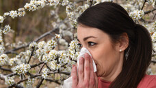 Mithilfe eines Modells des Deutschen Wetterdiensts lässt sich nun die Pollenbelastung bestimmter Pflanzen für die folgenden sechs Tage vorhersagen. (c / Foto: IMAGO / Sven Simon)