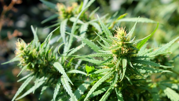 Mehrere US-Staaten stimmen für Freigabe von Cannabis