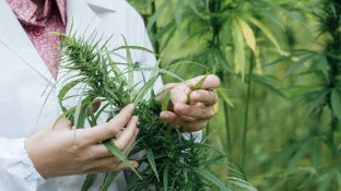 Kabinett beschließt Gesetz für Cannabis-Kostenerstattung