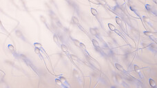 In der Apotheke gibt es bereits Nahrungsergänzungsmittel für den Mann, die die Spermienqualität verbessern sollen. Welche Nährstoffe sind in den unterschiedlichen Präparaten enthalten? (a / Bild: SciePro / AdobeStock)