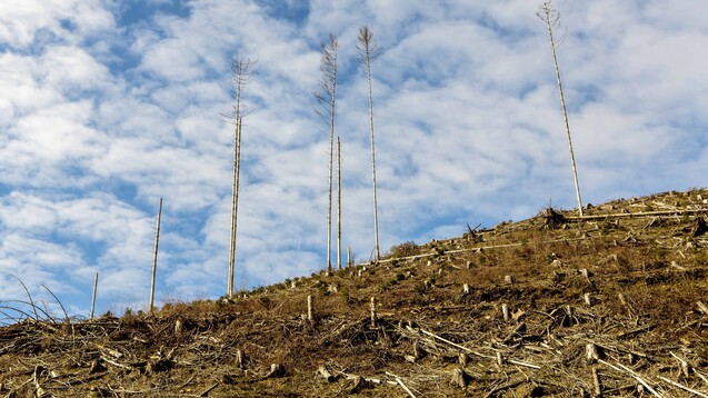 Wenn ein Wald stirbt oder abgeholzt wird, kann man dann an anderer Stelle durch Aufforstung gleichwertigen Ersatz schaffen? So einfach ist das leider nicht. (Foto: IMAGO / Manngold)