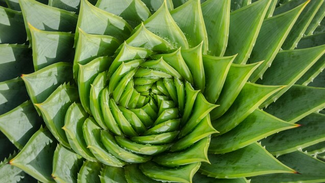 Das Wichtigste bei Aloe-vera-Gelen: Sie müssen frei von potenziell kanzerogenen Anthranoiden sein. (m / Foto: Sabine Hortebusch / stock.adobe.com)