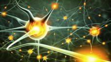 Werden Neuronen durch Viruserkrankungen in Mitleidenschaft gezogen? Oder sind Menschen mit neurodegenerativen Erkrankungen besonders anfällig für Viruserkrankungen? (b/Foto: adimas / Adobe Stock)