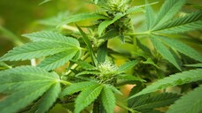 Cannabis sativa - für die amerikanischen Behörden eine sehr spezielle Arzneipflanze. Bevor das von der US-Arzneimittelbehörde zugelassene Cannabis-Arzneimittel Epidiolex vermarktet werden kann, muss die amerikanische Drogenbehörde den Wirkstoff entkriminalisieren. (Foto: Imago)