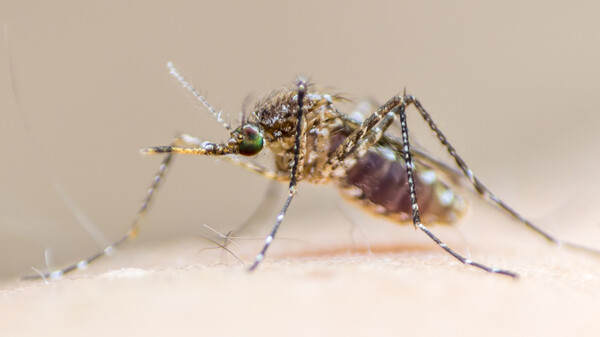 Neue Malariamücke breitet sich in Städten Afrikas aus