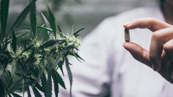 Der Wunsch nach Cannabis-Fertigarzneimitteln wird lauter