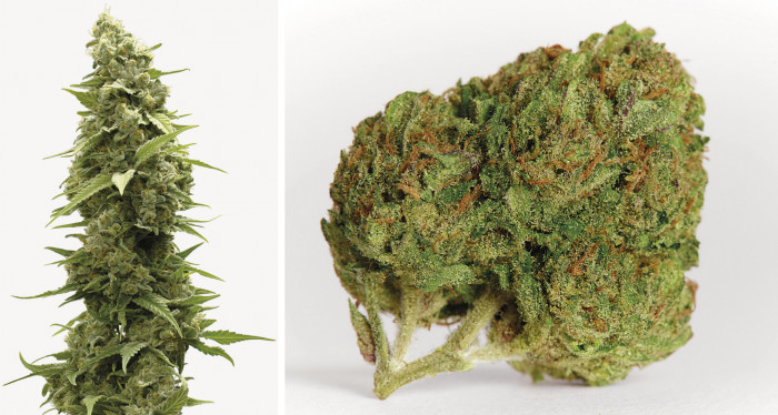 High-Tech-Anbau von Cannabis