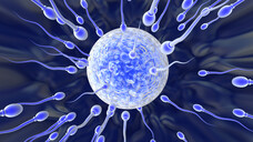 Mutationen im SLO3-Gen könnten eine mögliche Ursache für Fertilitätsstörungen beim Mann sein. (Foto: Shotshop / IMAGO)