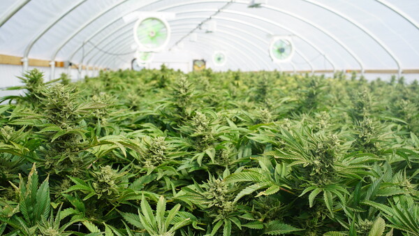 Bionorica verkauft Cannabisgeschäft an Canopy Growth 