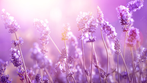 Entspannt und mutig durch Lavendel