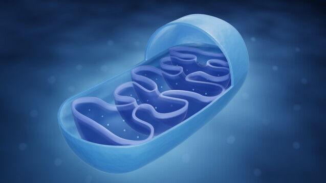 Mitochondrien sind die "Kraftwerke" der Zelle. Cortison programmiert dort unter anderem den Stoffwechsel um und fördert so die antientzündliche Wirkung, wie Forscher nun herausfanden. (Foto: Artur/AdobeStock)