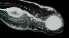 Fluoreszenzmikroskopische Aufnahme einer Zebrafischlarve, in der neutrophile Granulozyten grün markiert wurden. (Foto: HIPS/Jonas Baumann)