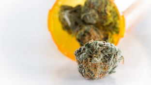 Aufwendige Prüfung von Cannabisblüten