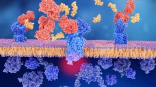 Antikörper (rot) blockieren den CGRP-Rezeptor (blau), dass der natürliche Ligand CGRP (Calcitonin Gene-Related Peptide, gelb) nicht mehr binden kann. CGRP hat eine Schlüsselposition in der Migränepathologie. (j/Foto: imago) 