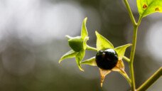 Atropa belladonna - heute Heil- und Giftpflanze, im Mittelalter eine Zauberpflanze zur Herstellung von „Flugsalben“ (Foto: Siebenlicht / AdobeStock)