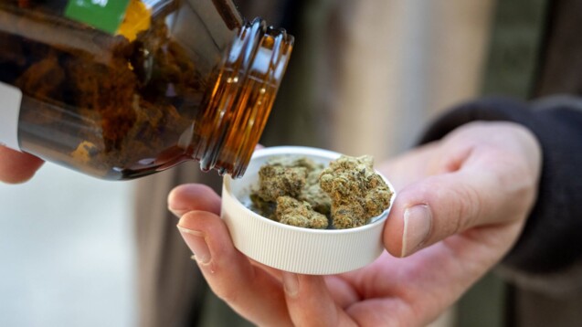 Die Produktion von Medizinalcannabis läuft auf Hochtouren. (Foto: IMAGO / Torsten Leukert)