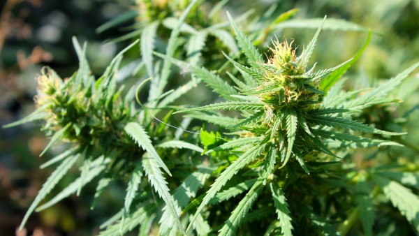 Gröhe will "Cannabisagentur"
