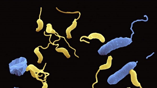 Killer-Bakterien als lebendes Antibiotikum?