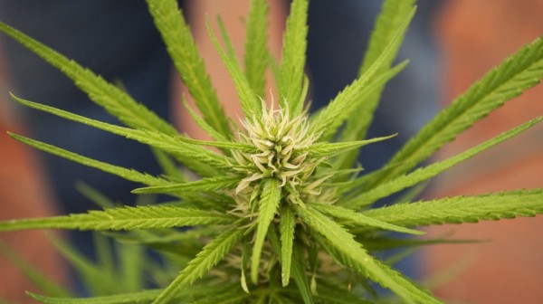 Keine Zulassung für Cannabis-Medikament - zunächst