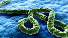 Impfstoffstudien gegen das Ebola-Virus verlaufen vielversprechend. (Bild: psdesign1/Fotolia)