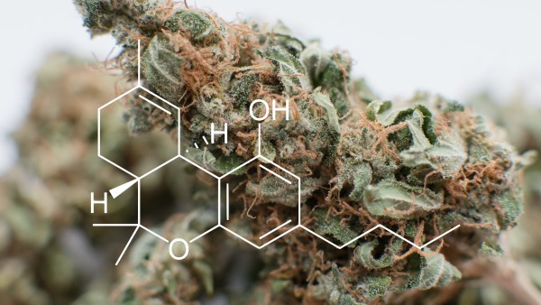 „Cannabisblüten sind Schmerzmittel für den Einzelfall“