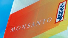 Ein Schritt weiter: Bayer will den US-amerikanischen Gentechnik- und Saatgutkonzern Monsanto kaufen. (Foto: dpa)