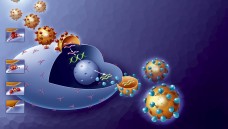 Diese Illustration zeigt, wie das HI-Virus in weiße Blutkörperchen eindringt. Mit der Enzym-Schere der Forscher aus Hamburg und Hannover lässt sich die virale DNA aus dem Genom des Wirts entfernen. (Foto: dpa)