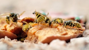 Spezifische Immuntherapie bei Insektengiftallergie