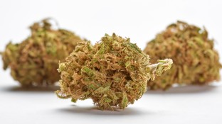 Cannabis auf Rezept – Das müssen Apotheker zum Start wissen