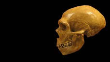 In Zahnstein von Neandertalern fanden Forscher Salicylsäure und Penicillium rubens. (Foto: hairymuseummatt / Wikimedia, CC BY-SA 2.0)