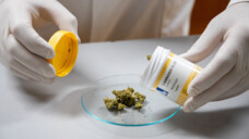 Seit Genusscannabis legal ist, ist die Nachfrage nach Medizinalcannabis in die Höhe geschnellt. (Foto: Schelbert)