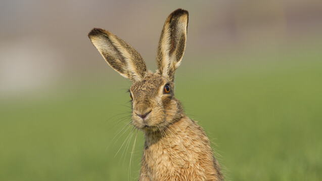 Hasen haben längere Ohren und kräftigere Hinterbeine als Kaninchen. (Foto: Lepus europaeus, Quelle: Ivan / stock.adobe.com)