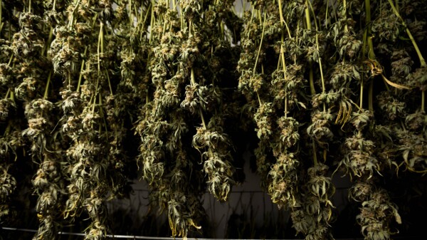Ampel einigt sich zu Cannabis Legalisierung