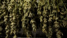 Anbau und Besitz von Cannabis-Blüten sollen ab dem 1. April 2024 in bestimmten Grenzen legal sein. (Foto: imago-images / USA TODAY Network)
