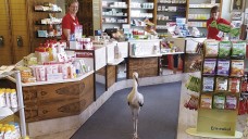 Seltener Besuch in der Apotheke: ein verletzter Storch. (Foto: Helmut Biehler)