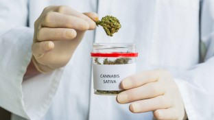 Politik streitet über Cannabis-Freigabe in Apotheken