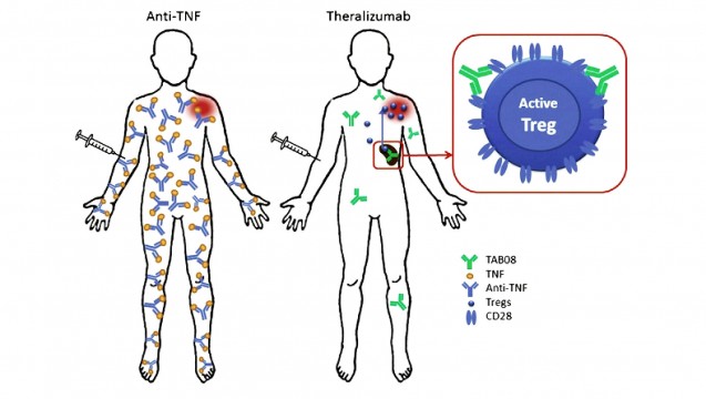 Es soll vielversprechende Ergebnisse zur Behandlung von Autoimmunerkrankungen geben: Nach den Zwischenfällen mit TGN1412 in London werden derzeit Studien in Russland durchgeführt. Inzwischen wird der Wirkstoff TAB08 (Theralizumab) genannt. (Abbildung: TheraMAB)