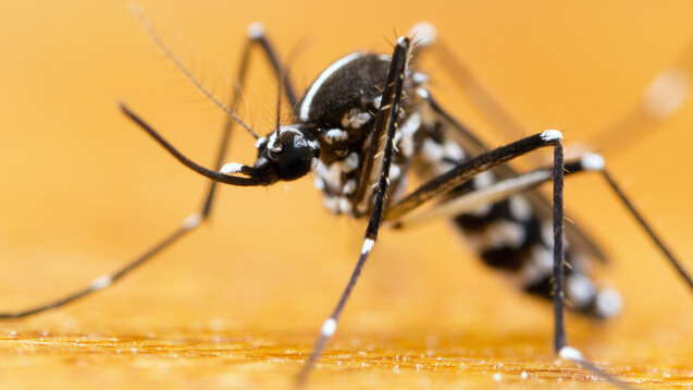 Die invasive Asiatische Tigermücke (Aedes albopictus) mit ihrer auffälligen Zebramusterung hat es in sich. Sie überträgt gleich mehrere exotische Krankheitserreger. (Foto: gordzam / stock.adobe.com)