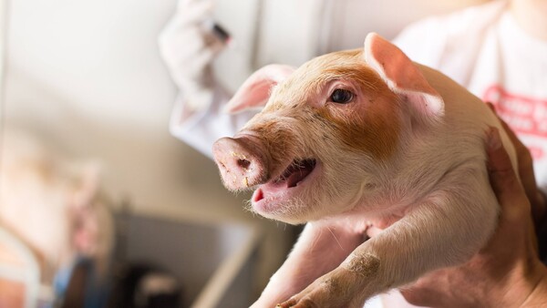 Kontroverse um Antibiotika für Tiere