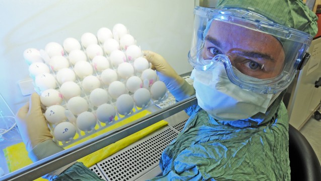 Influenzaviren (hier H1N1) werden in Hühnereiern gezüchtet. Welches Risiko bringt Fipronil? (Foto: dpa -Report)
